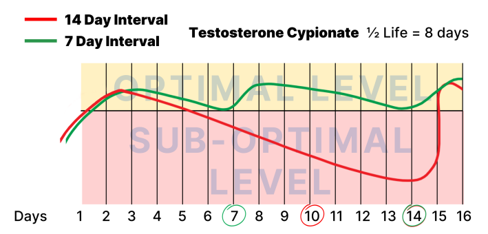 Low T Centers 7 day dosing schedule chart to explain the importance of 7-day dosing.